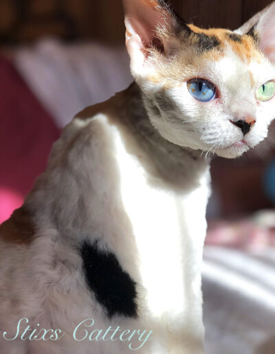 calico devon rex queen