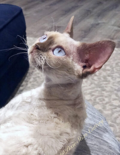 flame point devon rex queen