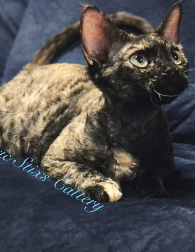 Devon rex queen