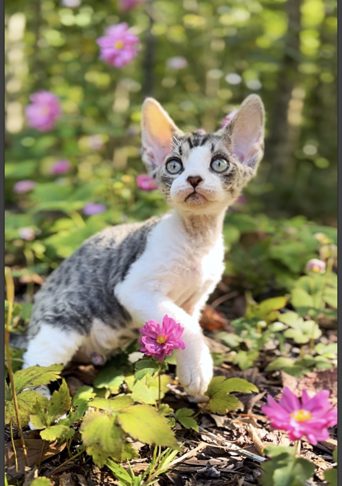 a litter of devon rex kittens in a wicker basket