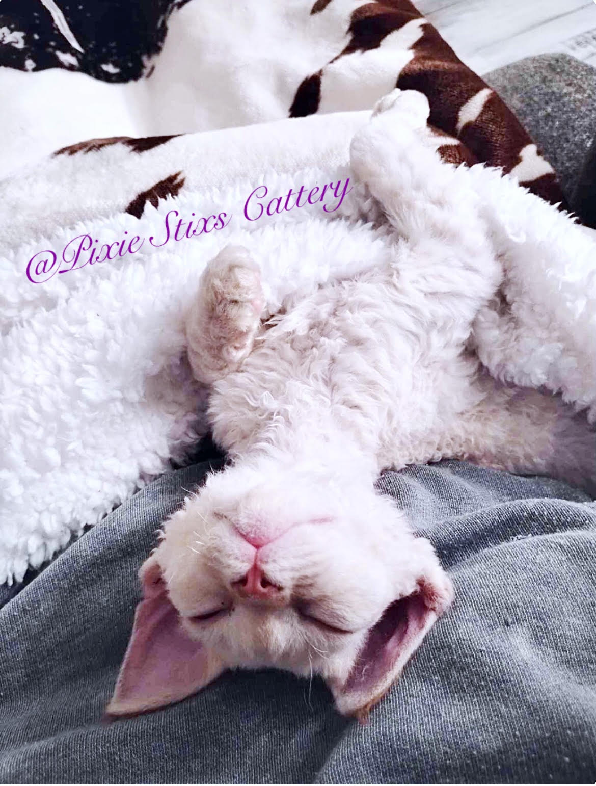 A gray devon rex kitten stepping out of a white frame