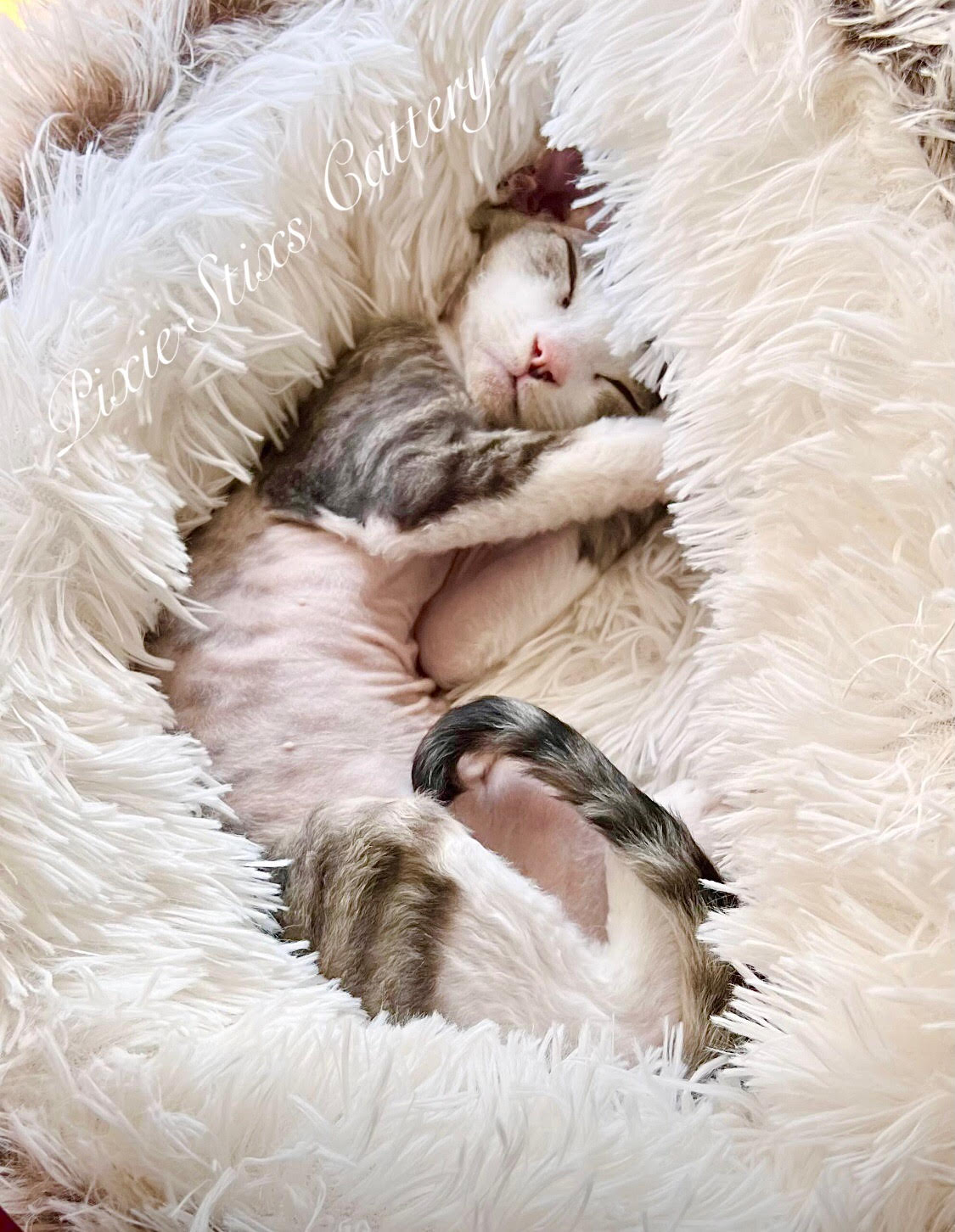 Devon rex kitten sitting on a floor looking at the camera